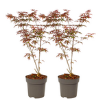 PLANT IN A BOX Érable du Japon - Set de 2 - Acer palmatum 'Starfish' - Hauteur 60-70cm - ⌀19cm