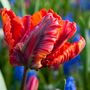 Voir la diapositive 5 : PLANT IN A BOX Tulipe - Set de 15 - Tulipa 'Rasta Parrot' - Bulbes à fleurs - Blanc