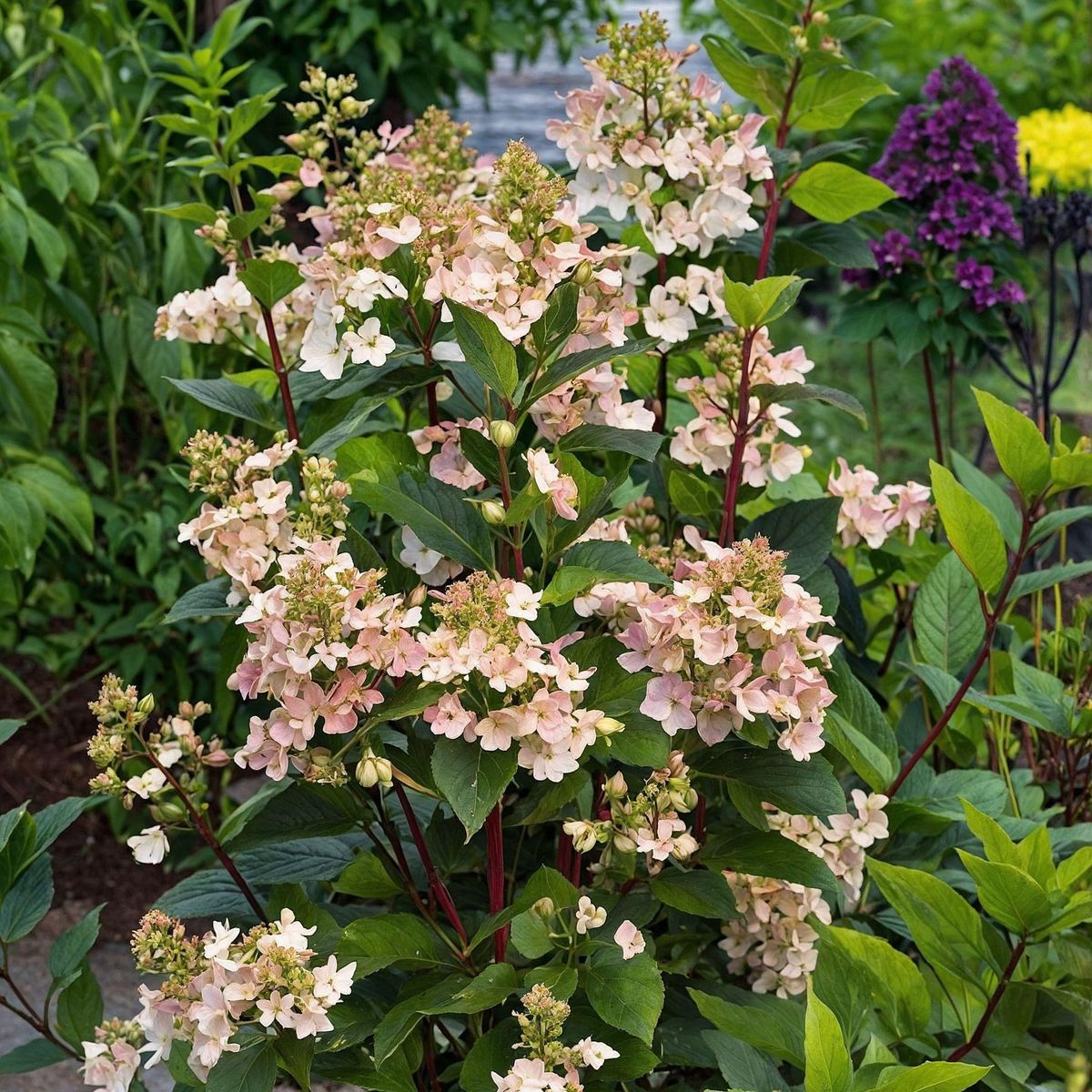 PLANT IN A BOX Hortensia - Set de 2 - Hydrangea paniculata 'Early Harry' - H25-40cm - ⌀19cm