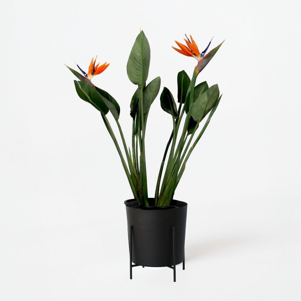 PLANT IN A BOX Oiseau de paradis - Strelitzia reginae - avec fleurs - Hauteur 70-100cm - Ø19cm