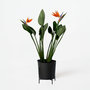 Voir la diapositive 6 : PLANT IN A BOX Oiseau de paradis - Strelitzia reginae - avec fleurs - Hauteur 70-100cm - Ø19cm