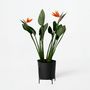 Voir la diapositive 6 : PLANT IN A BOX Oiseau de paradis - Strelitzia reginae - avec fleurs - Hauteur 70-100cm - Ø19cm