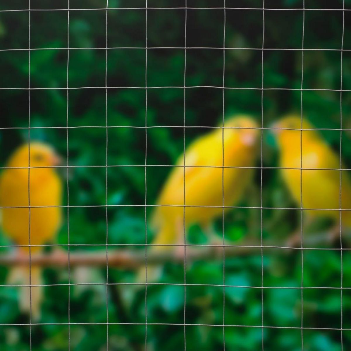 NATURE Nature Grillage metallique carre 0,5x5 m 13 mm Acier galvanise