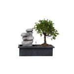 PLANT IN A BOX Bonsaï - Bonsai - Hauteur 25-35cm - ⌀29cm