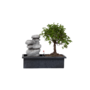 Voir la diapositive 1 : PLANT IN A BOX Bonsaï - Bonsai - Hauteur 25-35cm - ⌀29cm