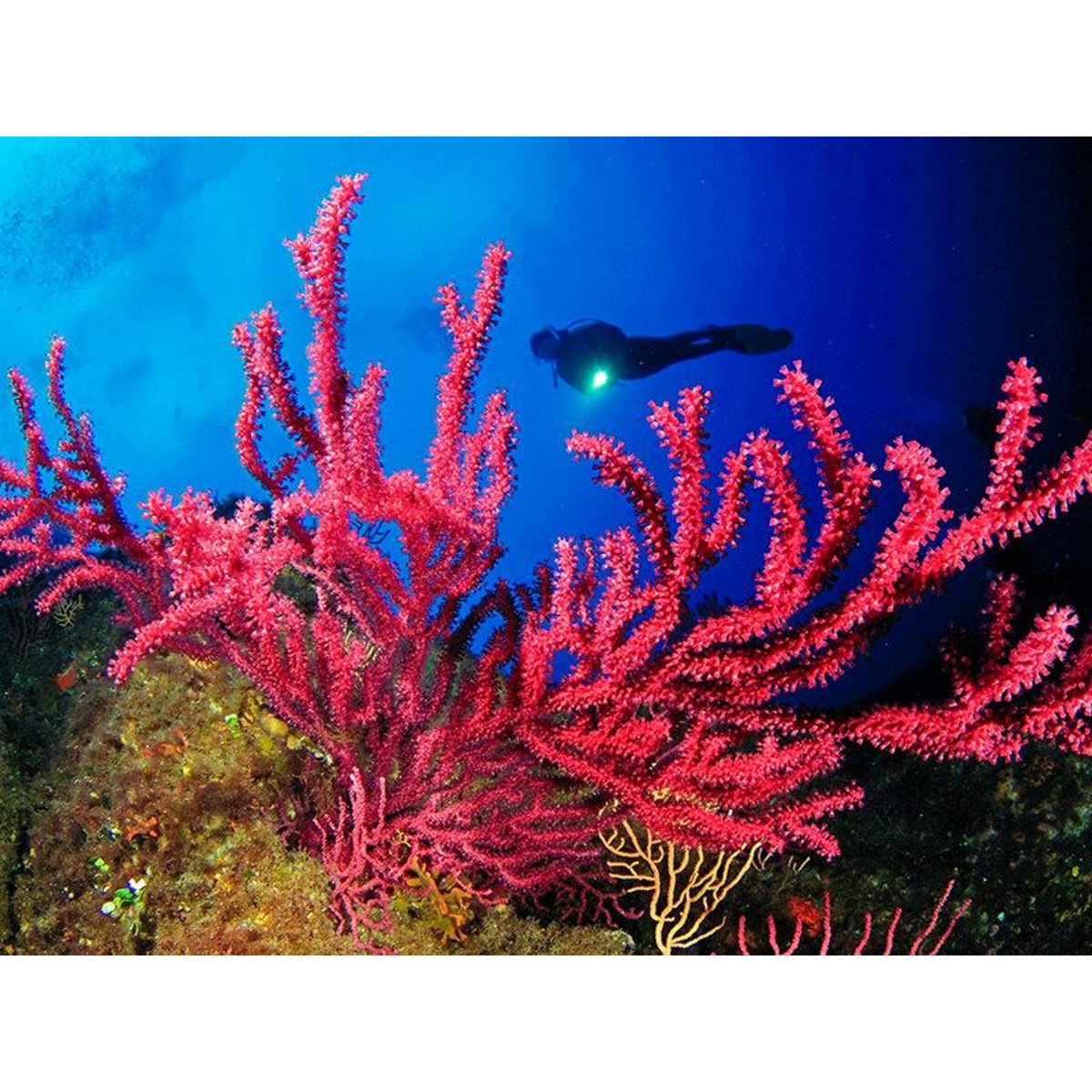 Smartbox Excursion dans la Méditerranée à 5 : 3h de randonnée palmée au large de Fréjus - Coffret Cadeau Sport & Aventure