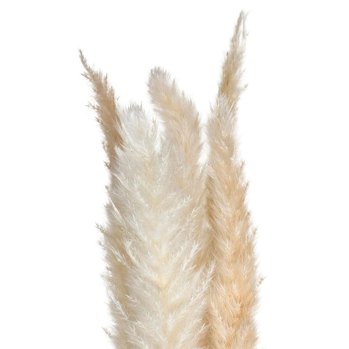 ATMOSPHERA Lot de 6 Fleurs Séchées  Pampa  66cm Naturel