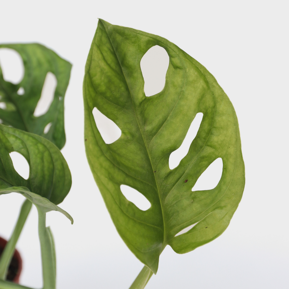 PLANT IN A BOX Plante à trous - Set de 2 - Monstera 'Monkey Mask' - Hauteur 25-30cm - ⌀12cm