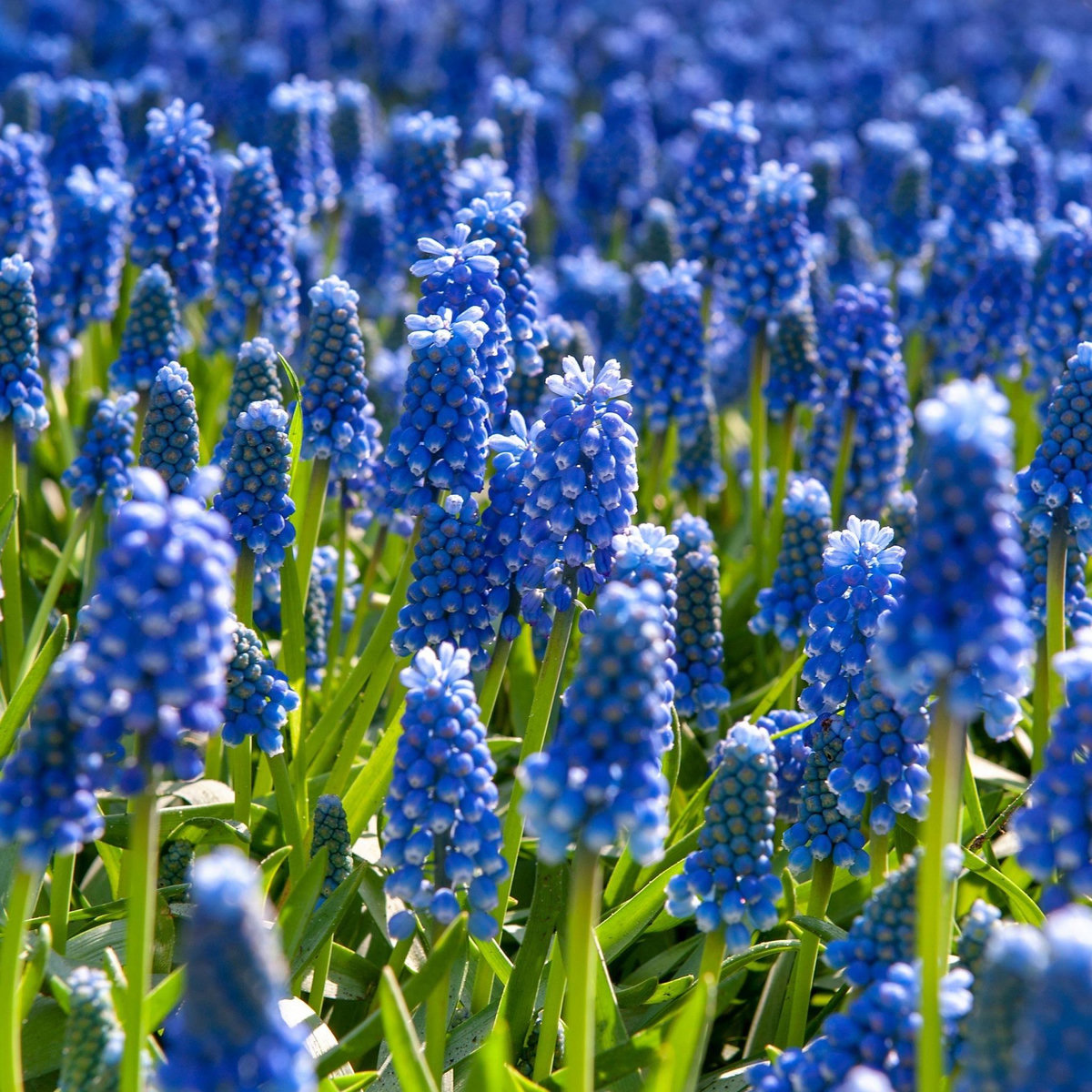 PLANT IN A BOX Muscari d'Arménie - Set de 100 - Muscari armeniacum - Bulbes à fleurs - Bleu