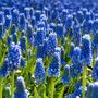 Voir la diapositive 4 : PLANT IN A BOX Muscari d'Arménie - Set de 100 - Muscari armeniacum - Bulbes à fleurs - Bleu