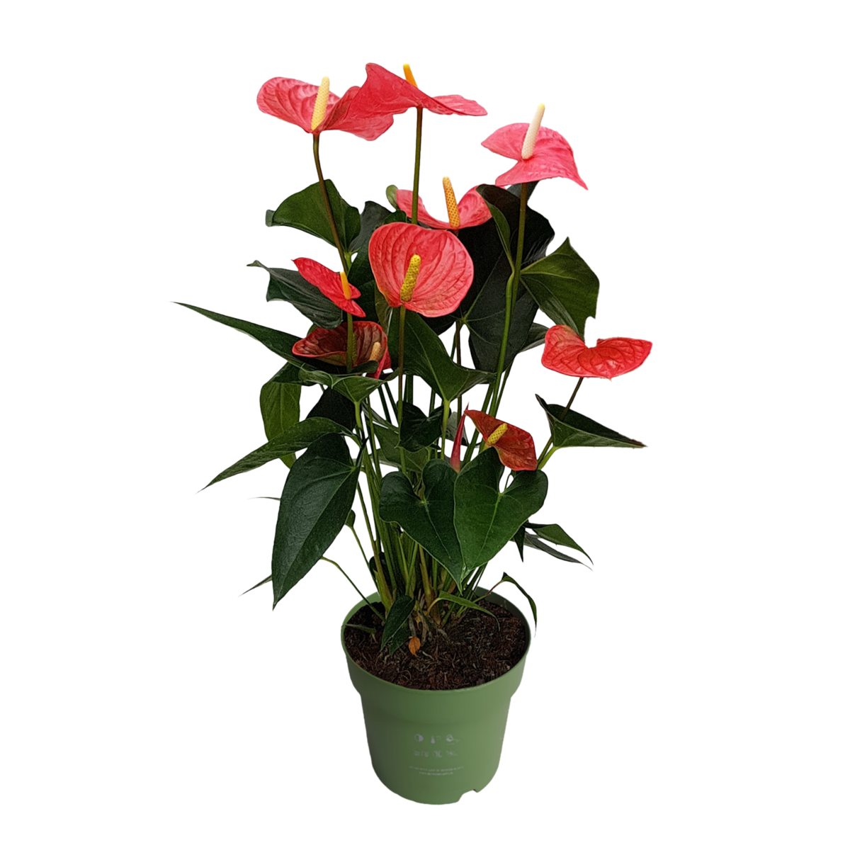 PLANT IN A BOX Langue de feu - Anthurium 'Maine Pink' - Hauteur 55-70cm - ø17cm