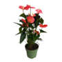 Voir la diapositive 1 : PLANT IN A BOX Langue de feu - Anthurium 'Maine Pink' - Hauteur 55-70cm - ø17cm