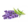 Voir la diapositive 3 : Graine créative Parfum pour bougies 27 ml - Senteur lavande