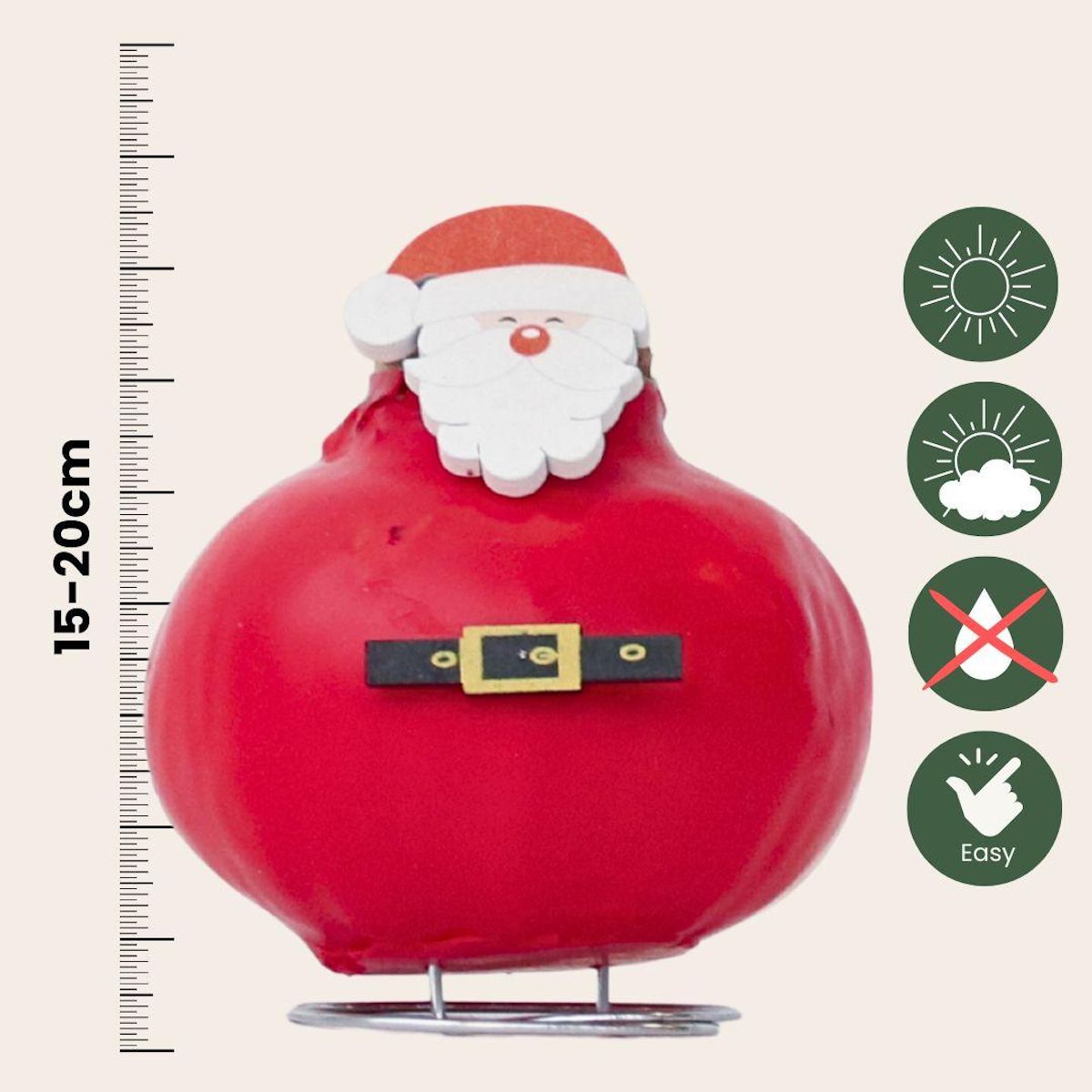 PLANT IN A BOX Amaryllis - Hippeastrum 'Spécial Cire Père Noël'