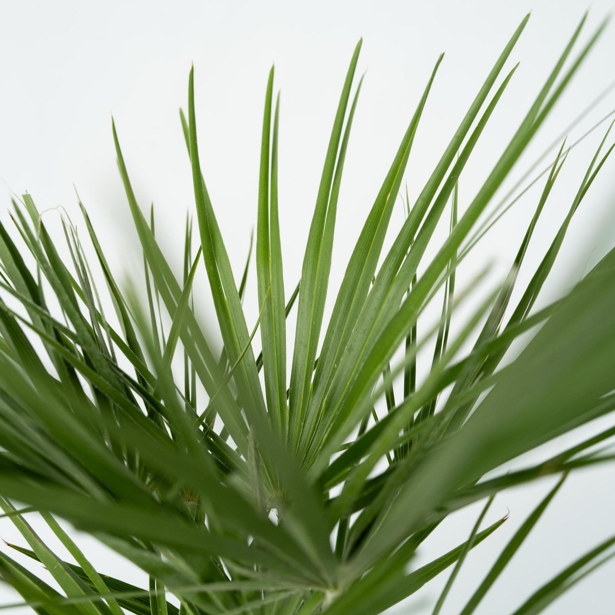 PLANT IN A BOX Palmier nain - Chamaerops humilis - Hauteur 70-80cm - ⌀21cm