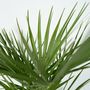 Voir la diapositive 3 : PLANT IN A BOX Palmier nain - Chamaerops humilis - Hauteur 70-80cm - ⌀21cm