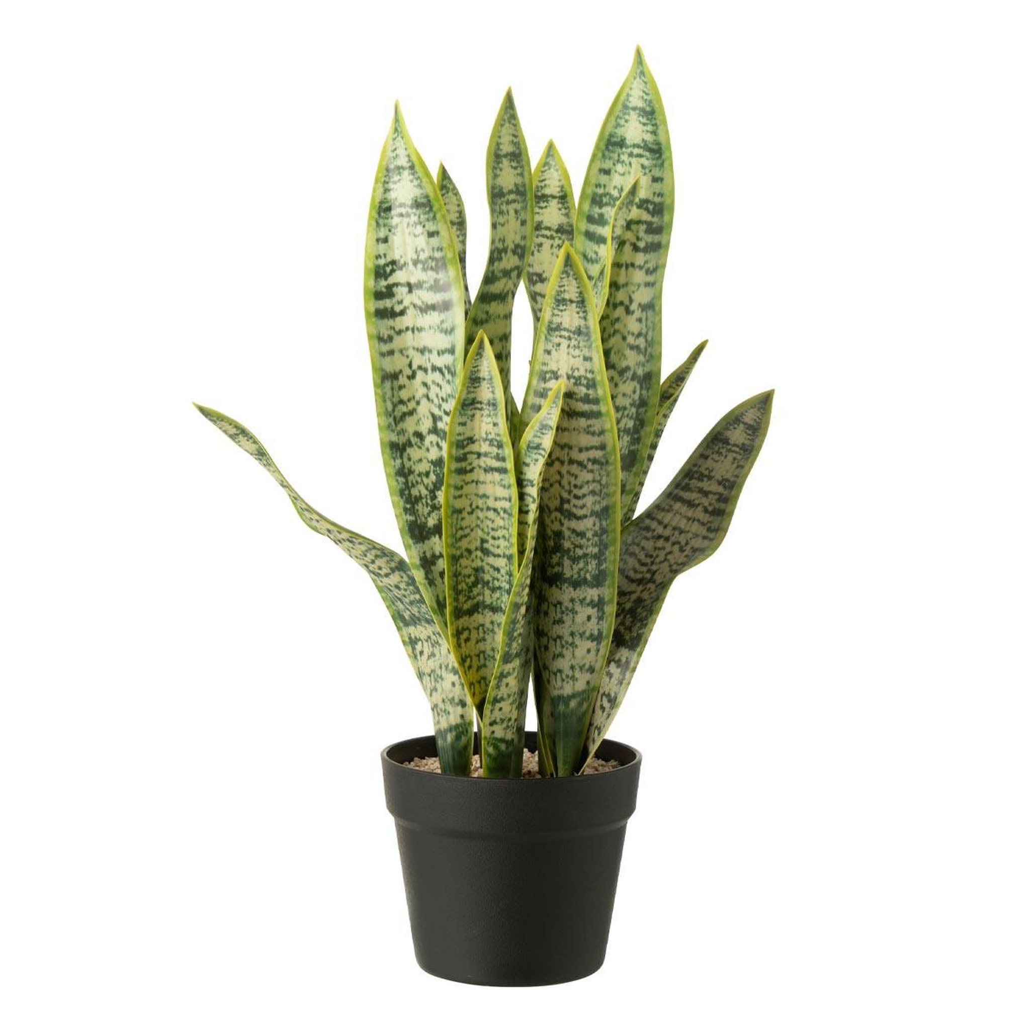 J-LINE Plante artificielle en pot  dracaena trifasciata  55cm vert