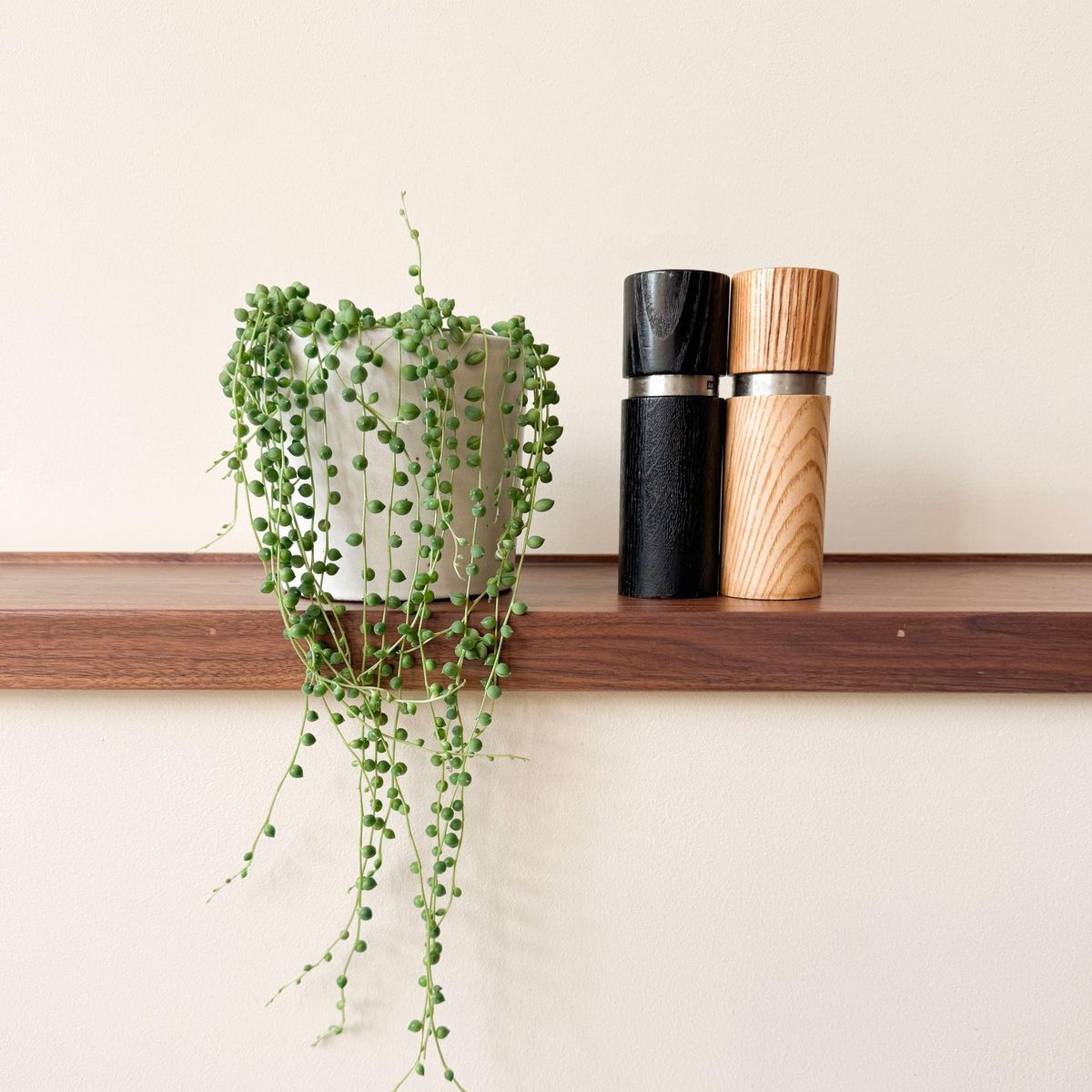 PLANT IN A BOX Plante collier de perles - Senecio rowleyanus - Hauteur 10-20cm - ⌀12cm