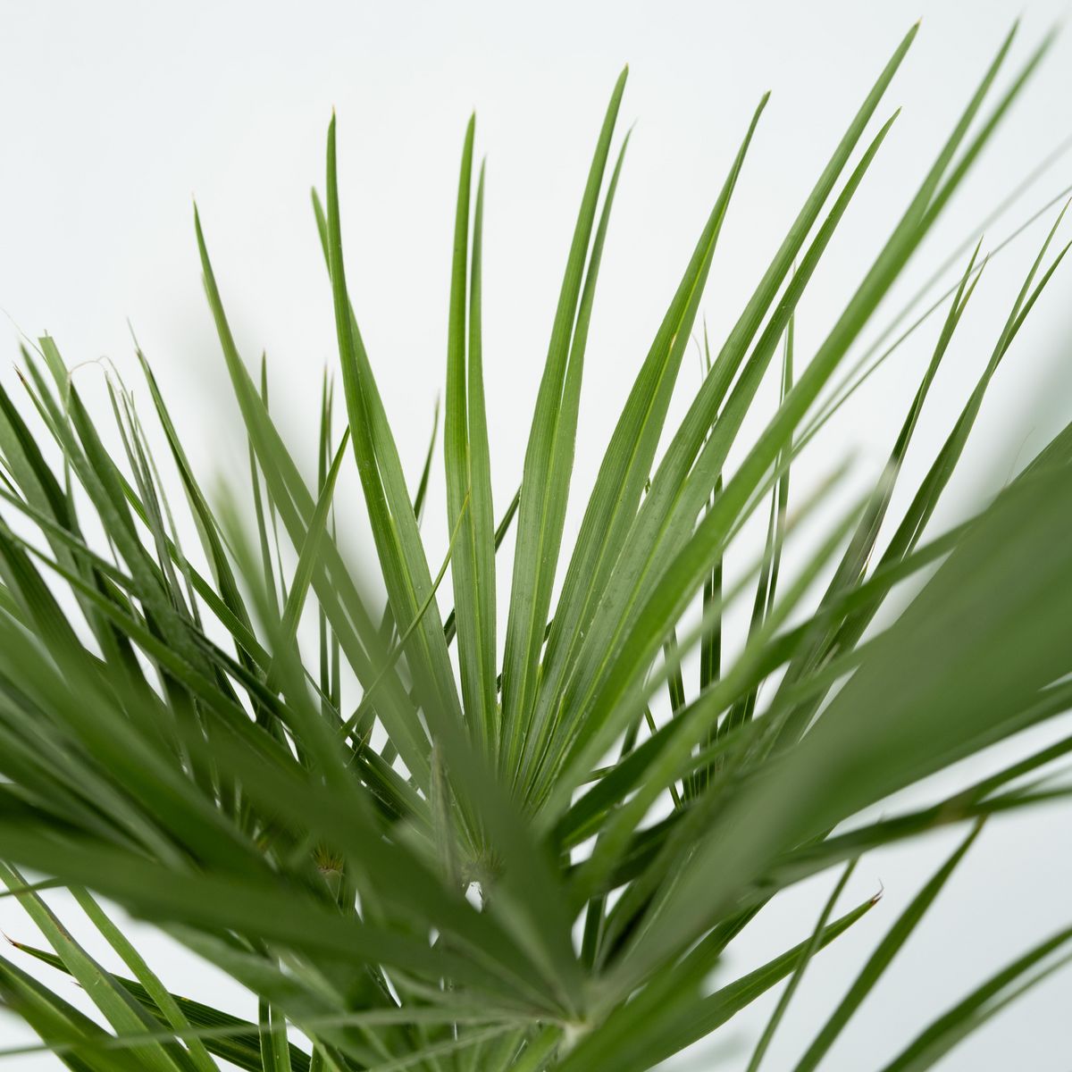PLANT IN A BOX Palmier nain - Chamaerops humilis - Hauteur 70-80cm - ⌀21cm