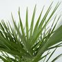 Voir la diapositive 3 : PLANT IN A BOX Palmier nain - Chamaerops humilis - Hauteur 70-80cm - ⌀21cm