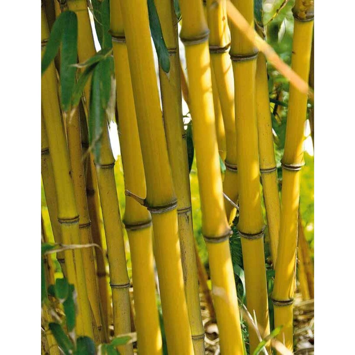  Bambou jaune - Le pot / 2L / Hauteur livrée 35-45cm - Willemse