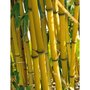  Bambou jaune - Le pot / 2L / Hauteur livrée 35-45cm - Willemse