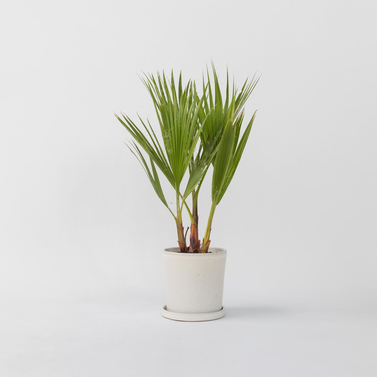 PLANT IN A BOX Palmier de Washington - Washingtonia robusta - Hauteur 50-60cm - ⌀15cm