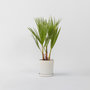 Voir la diapositive 6 : PLANT IN A BOX Palmier de Washington - Washingtonia robusta - Hauteur 50-60cm - ⌀15cm