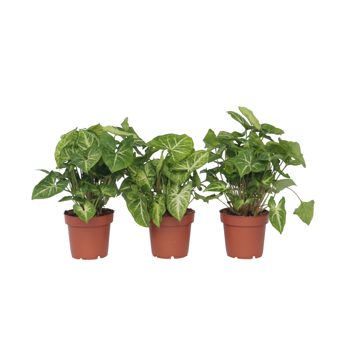 PLANT IN A BOX Patte-d'oie - Set de 3 - Syngonium podophyllum 'Pixie' - Hauteur 25-40cm - ⌀12cm
