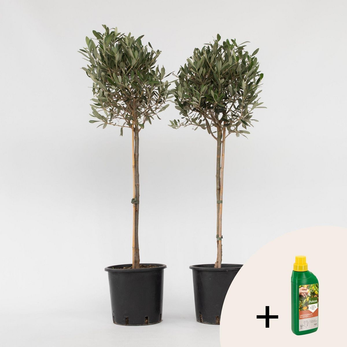 PLANT IN A BOX Olivier - Set de 2 - Olea europaea - Hauteur 90-100cm - ⌀21cm