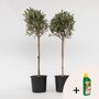 Voir la diapositive 6 : PLANT IN A BOX Olivier - Set de 2 - Olea europaea - Hauteur 90-100cm - ⌀21cm