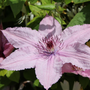 Voir la diapositive 3 : PLANT IN A BOX Clématite - Clematis 'Hagley Hybrid' - Hauteur 100-120cm - ⌀17cm