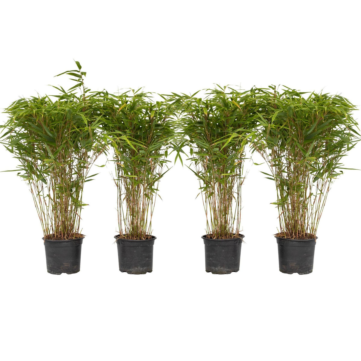 PLANT IN A BOX Bambou non-traçant - Set de 4 - Fargesia nitida 'Gansu' - H50-70cm - ⌀17cm