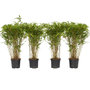 Voir la diapositive 1 : PLANT IN A BOX Bambou non-traçant - Set de 4 - Fargesia nitida 'Gansu' - H50-70cm - ⌀17cm