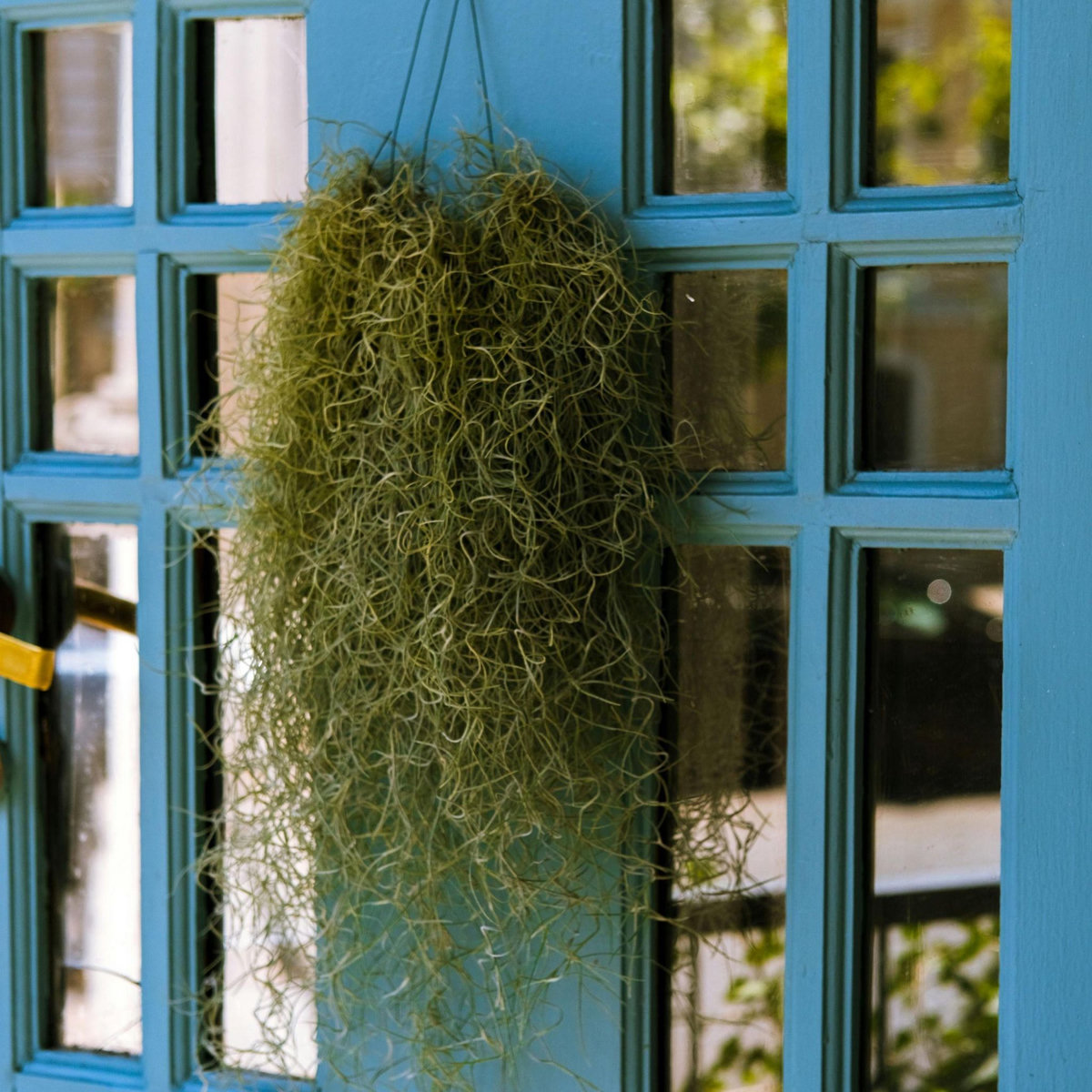 PLANT IN A BOX Mousse espagnole - Set de 3 - Tillandsia usneoides - Hauteur 25-40cm - ⌀5cm