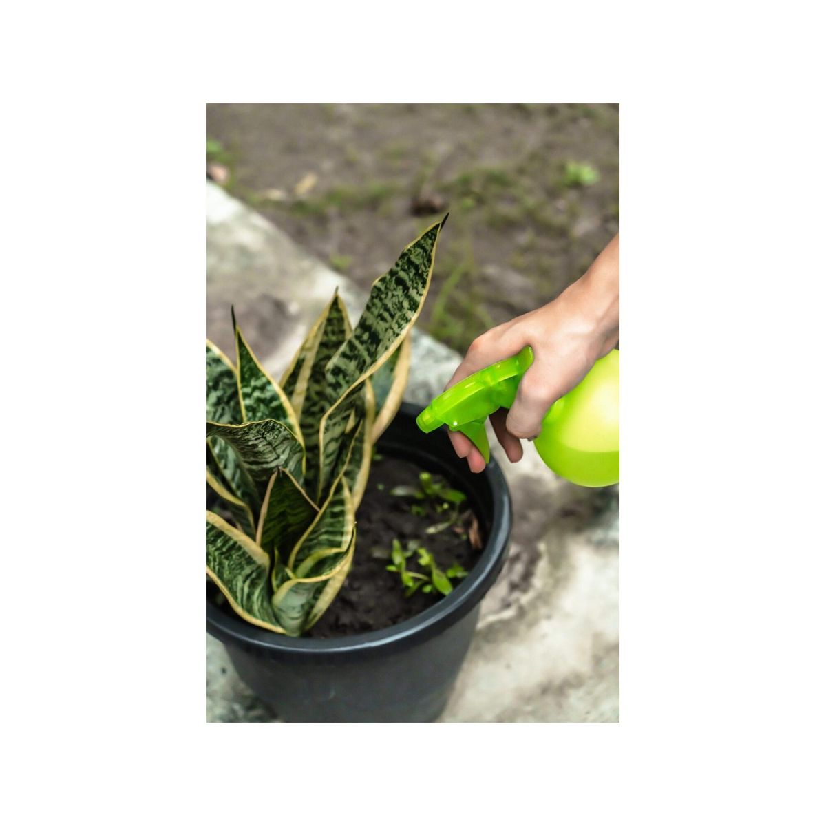 SUAN Flacon pulvérisateur - Suan - Multiusages pour le jardin et la maison - Contenance : 450 ml