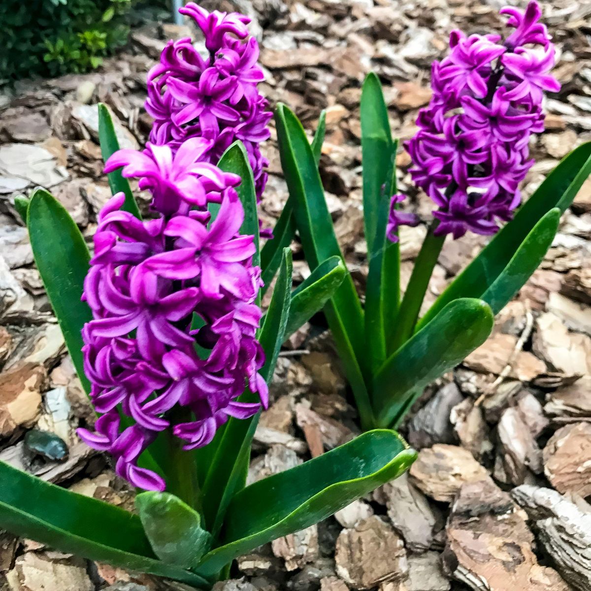 PLANT IN A BOX Bulbes de jacinthes - Lot de 10 - Hyacinthus 'Purple Voice' - Bulbes à fleurs