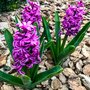 Voir la diapositive 4 : PLANT IN A BOX Bulbes de jacinthes - Lot de 10 - Hyacinthus 'Purple Voice' - Bulbes à fleurs