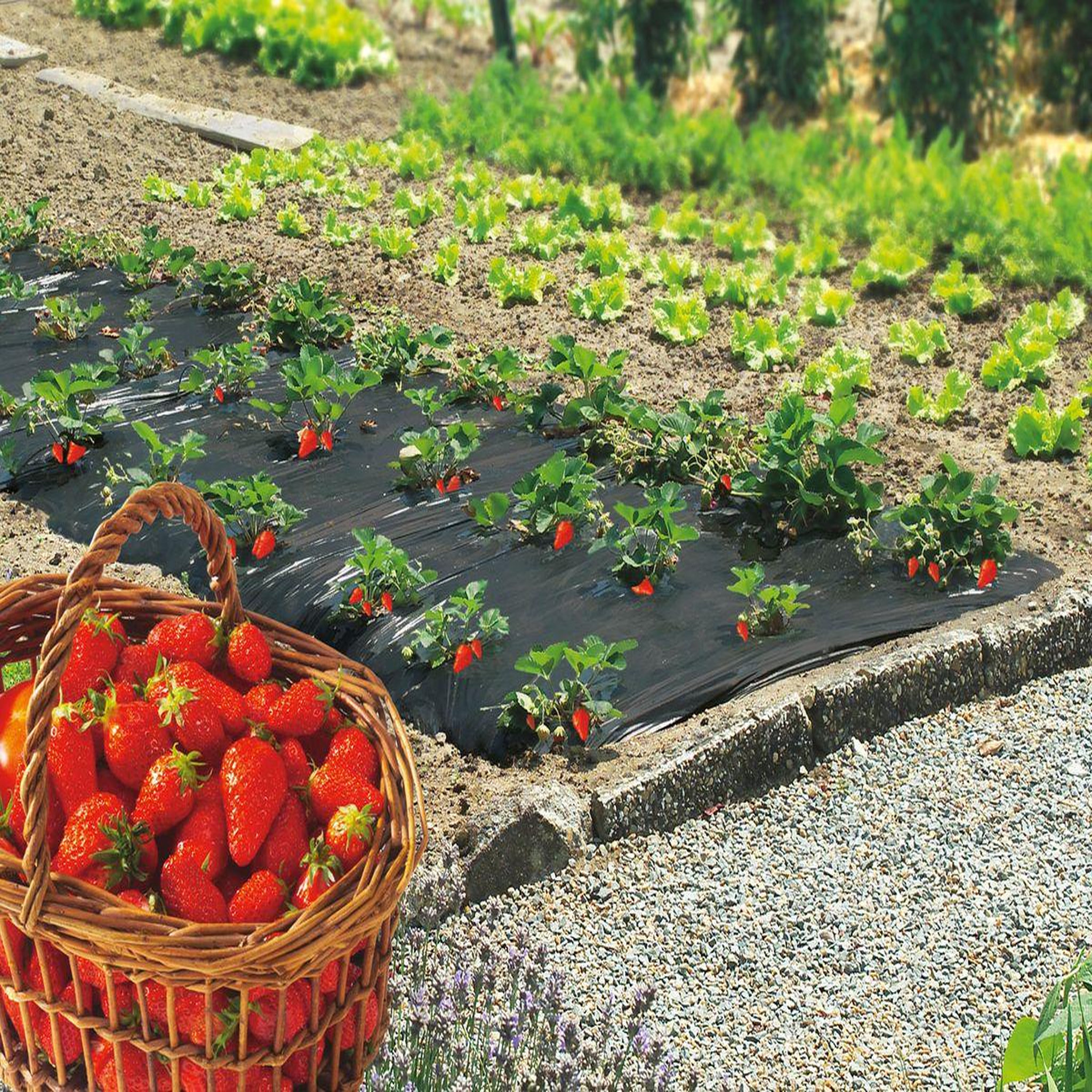 Nortene Film de paillage spécial fraises  Fresafilm  - 1,40 x 10 m