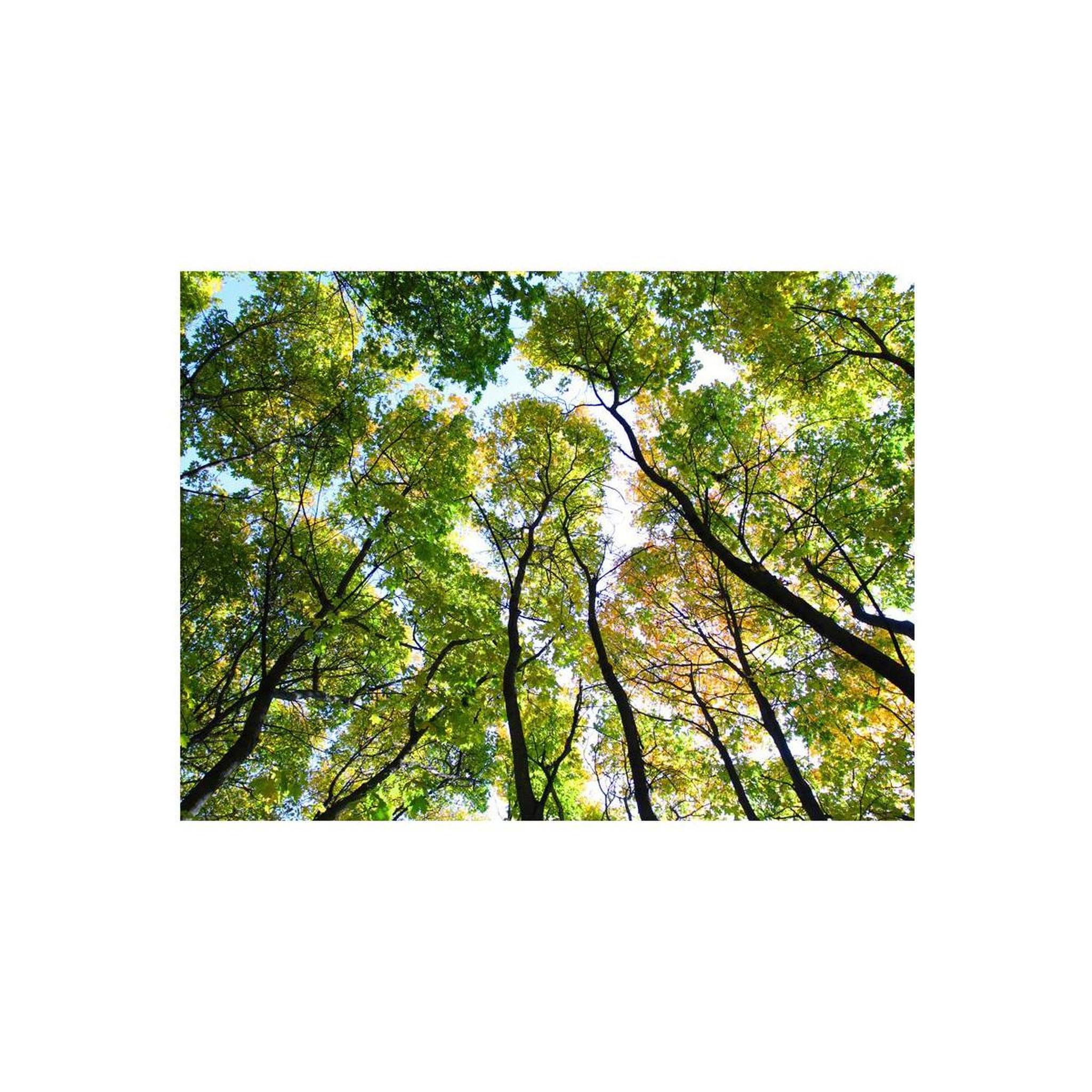 Voir la diapositive 2 : Paris Prix Papier peint  looking up at the trees