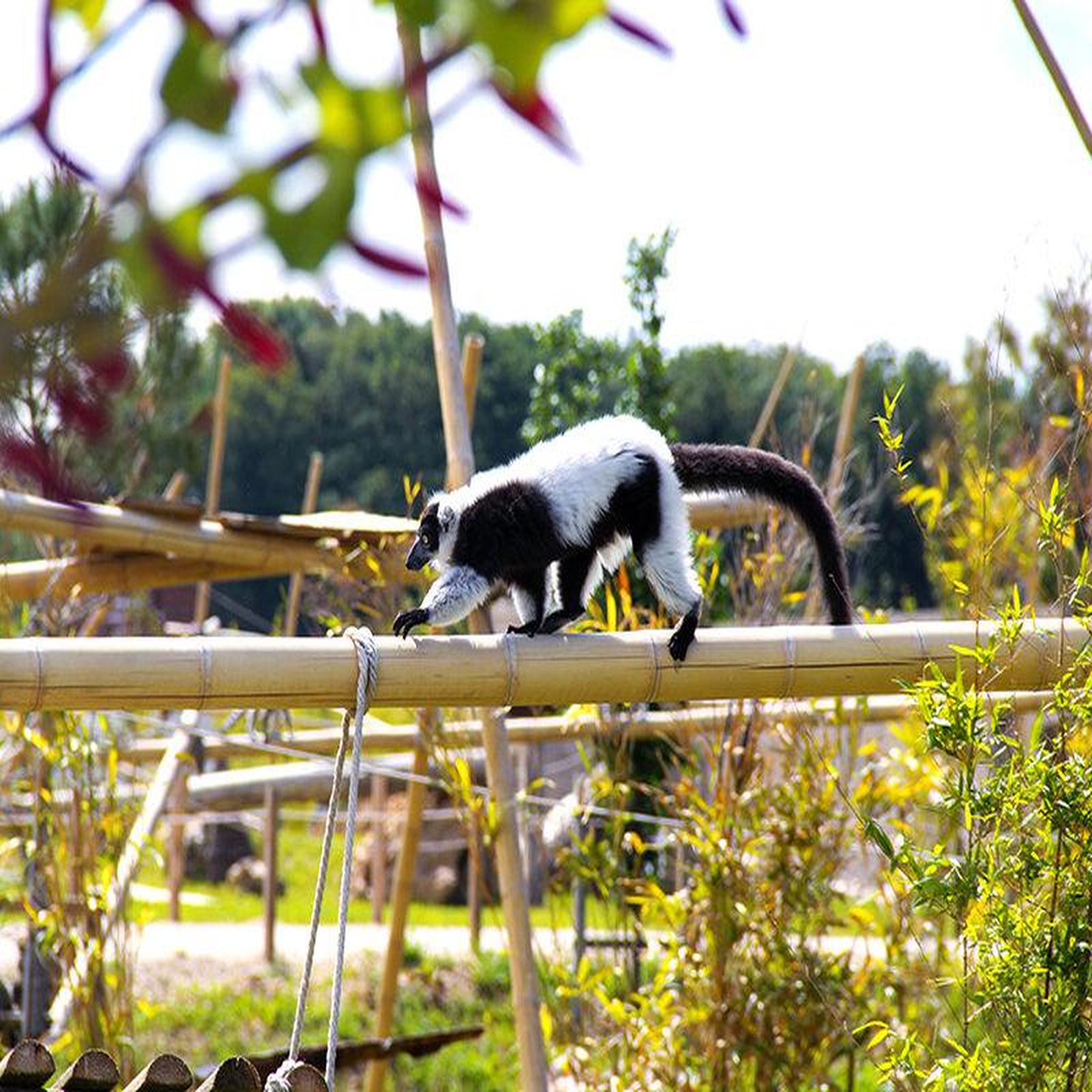 Voir la diapositive 4 : Smartbox 2 entrées adultes et 2 entrées enfants gratuites pour la tanière zoo refuge près de chartres - coffret cadeau multi-thèmes