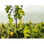 Smartbox Découverte de vignes biodynamiques avec dégustation de vins en Gironde - Coffret Cadeau Sport & Aventure