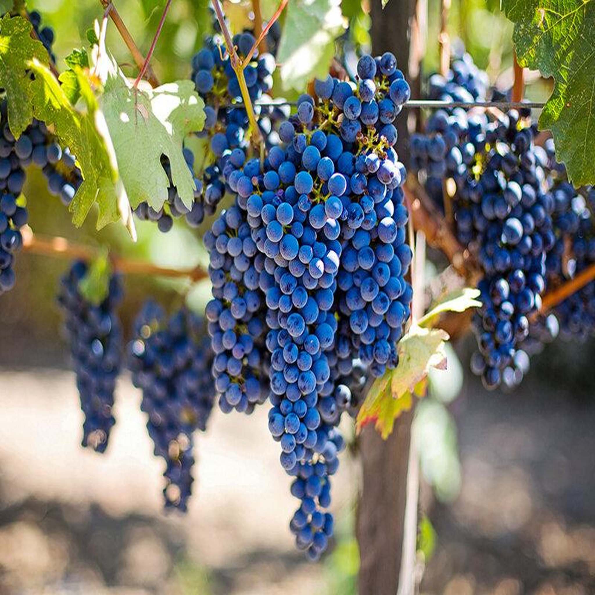 Voir la diapositive 2 : Smartbox Visite du vignoble de la bastide des oliviers et de sa cave avec dégustation pour 2 - coffret cadeau gastronomie