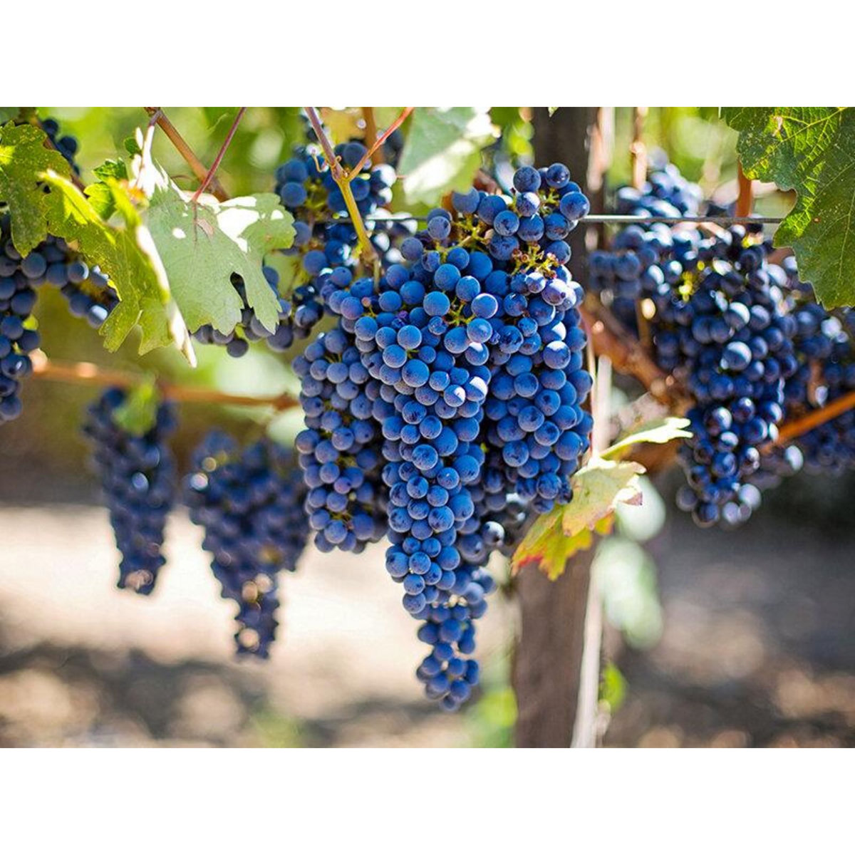 Smartbox Visite du vignoble de la Bastide des oliviers et de sa cave avec dégustation pour 2 - Coffret Cadeau Gastronomie