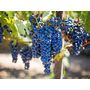 Voir la diapositive 2 : Smartbox Visite du vignoble de la Bastide des oliviers et de sa cave avec dégustation pour 2 - Coffret Cadeau Gastronomie