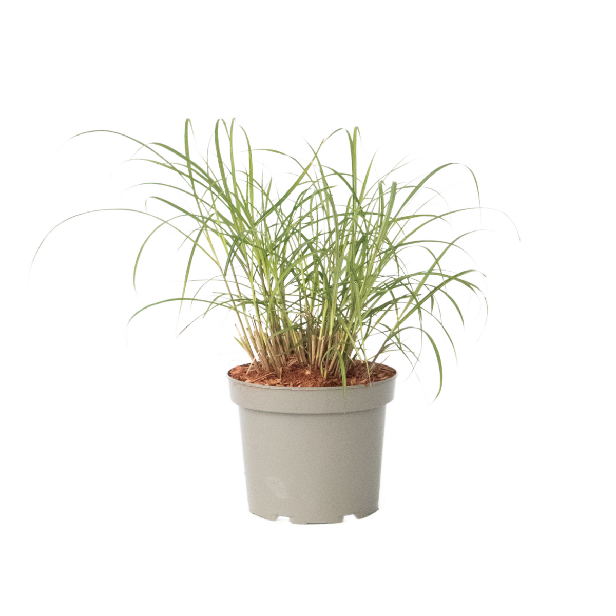 PLANT IN A BOX Roseau de Chine - Miscanthus sinensis 'Red Chief' - Hauteur 40-60cm - ⌀23cm