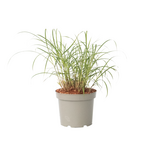 PLANT IN A BOX Roseau de Chine - Miscanthus sinensis 'Red Chief' - Hauteur 40-60cm - ⌀23cm