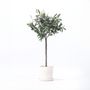 Voir la diapositive 6 : PLANT IN A BOX Olivier artificiel - Hauteur 65cm