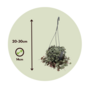 Voir la diapositive 2 : PLANT IN A BOX Chaîne des cœurs - Set de 2 - Ceropegia linearis Woodii - H20-30cm - ⌀14cm