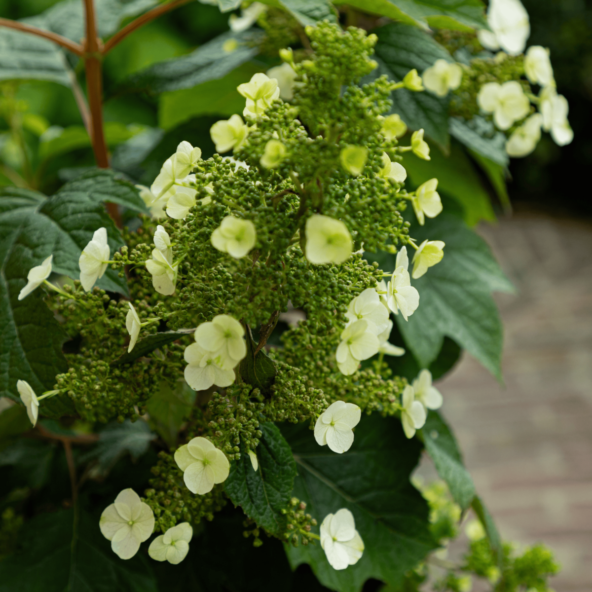 PLANT IN A BOX Hortensia - Set de 2 - Hydrangea 'Toy Soldier' - Hauteur 25-40cm - ⌀19cm